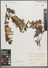 Foto von Salix waldsteiniana Willd.